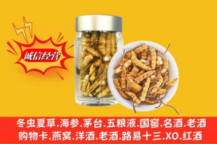 周口市回收散虫草